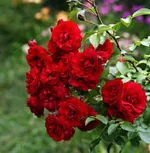 Роза Амадеус плетистая, Топалович-4