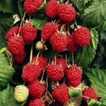 Малинг Промиссе-2