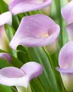 Калла Руби Лайт Пинк Айс-2