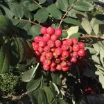 Алая крупная-4