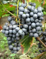 Агат донской-3