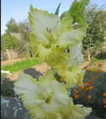 Ажурная Вязь-2