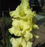 Ажурная Вязь-3