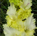 Ажурная Вязь-4