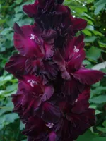 Таинство ночи -2