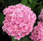 Гортензия макрофила Тугезе-2