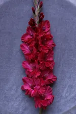 Гладиолус Возрождение-3