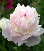 Пион Зюс Браун-4