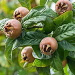 Мушмула германская-2