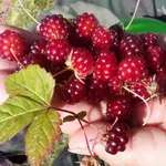 Княженика София-3