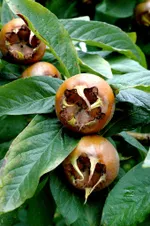 Мушмула германская-3