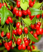 Годжи Биг Лайфберри-2