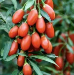 Годжи Биг Лайфберри-3