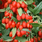 Годжи Биг Лайфберри-4