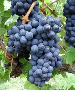 Виноград неукрывной Мариновский-3