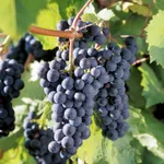 Виноград неукрывной Мариновский-2