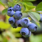 Голубика Свитхарт-3