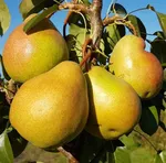 Груша Телена-3