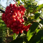 Рябина обыкновенная-2