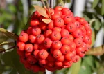 Рябина обыкновенная-4