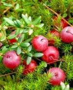 Клюква Стивенс крупноплодная-2