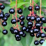 Черемуха Черный блеск-2