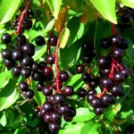 Черемуха Черный блеск-4