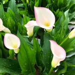 Калла Бразилия-4