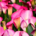 Калла Вайлд Салмон-3