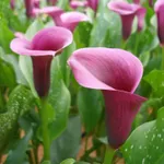 Калла Грейп Вельвет -3