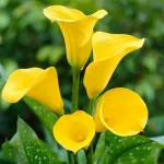 Калла Голд Краун -3