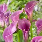 Калла Грейп Вельвет -2