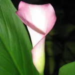 Калла Кристал Блаш -4