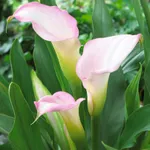 Калла Кристал Блаш -3