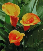 Калла Мерседес-4