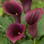 Калла Роял Валентин-3