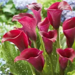 Калла Роял Валентин-4