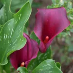 Калла Роял Валентин-2