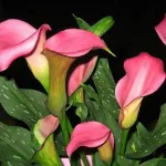 Калла Свит Толк-4