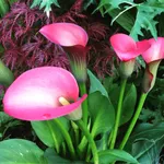 Калла Свит Толк-2