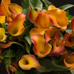 Калла Монинг Сан-4