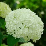 Гортензия древовидная Голден Анабель-3