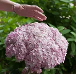 Гортензия древовидная Кандибелле Маршмеллоу-4