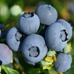 Торо (позднеспелый)-4