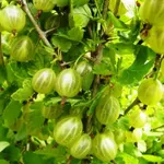 Балтийский-4