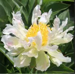 Пион Грин Лотус-1