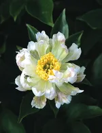 Пион Грин Лотус-2