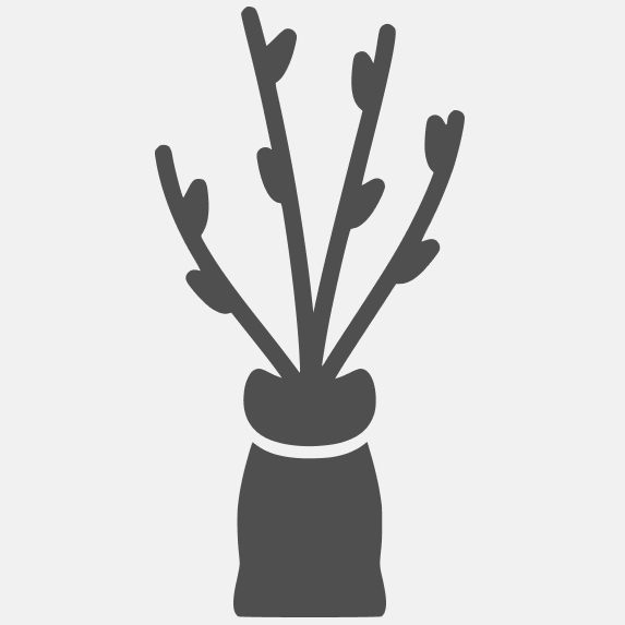 саженец (корни в брикете с грунтом)