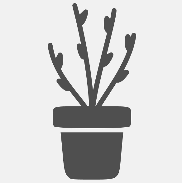 саженец (горшок 8 см)