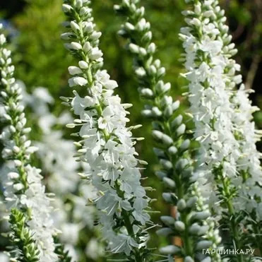 Вероника длиннолистная Шнееризин